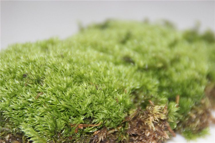 苔藓为什么不透水,苔藓植物为什么长不高