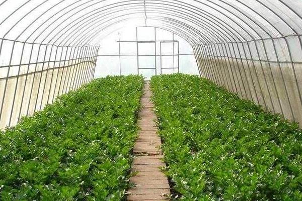现在种植大棚蔬菜的前景,种植大棚菜风险大吗