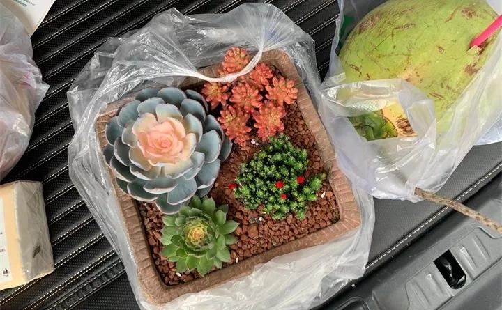 盆栽花发蔫什么原因,买回来的花很快就蔫的原因