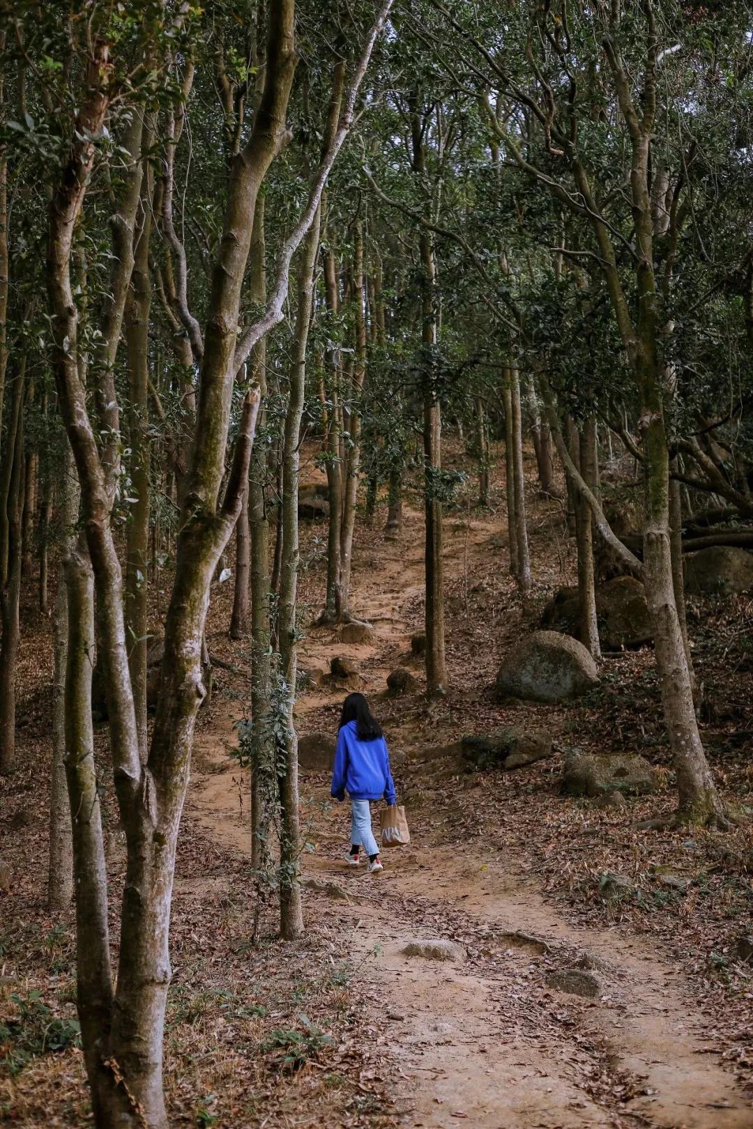 深圳原始登山道视频,深圳首个手工木栈道