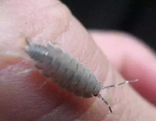 蔬菜苗期地下害虫防治,蔬菜害虫最佳防治方法