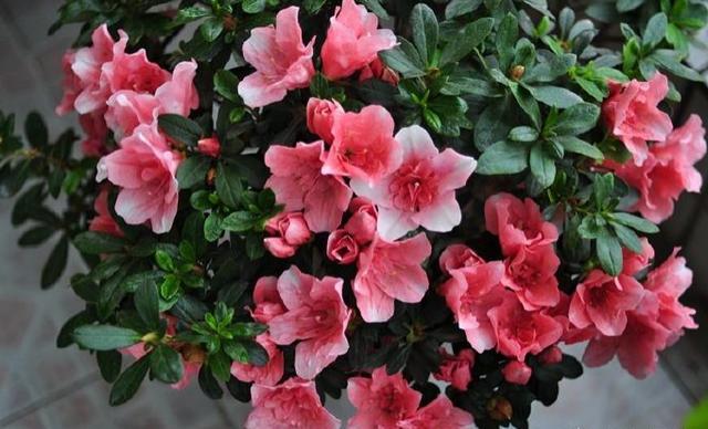 养好杜鹃用什么水苔,养好杜鹃花用什么土最好