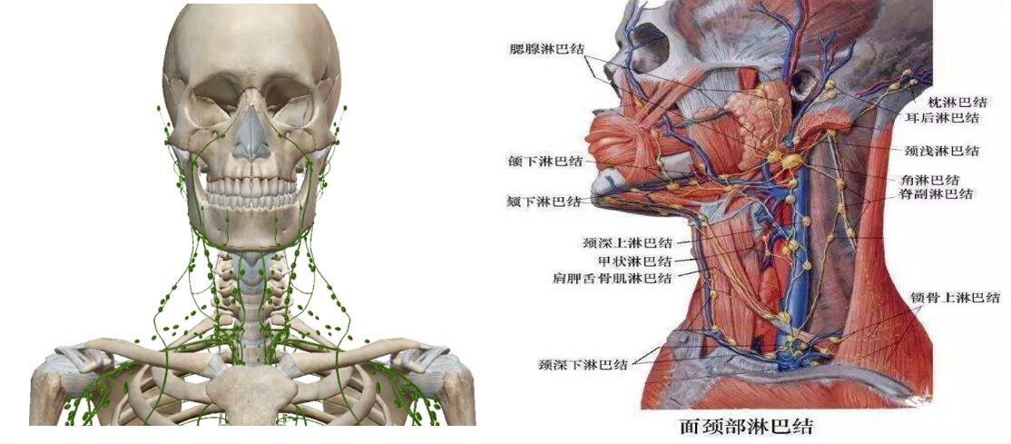 颈部淋巴结肿大要手术切除吗,颈部淋巴结肿大要手术切除活检吗