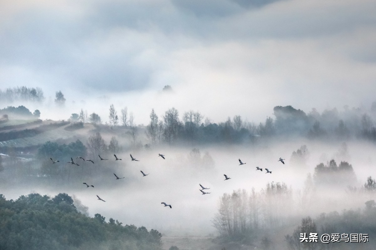 2020观鸟大年,观鸟大年完整版