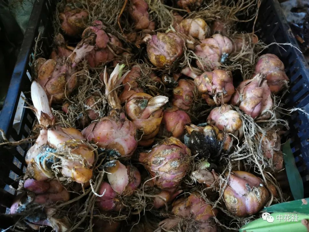 百合种球“*私走**”案引发蝴蝶效应，业内：这只是刚开始