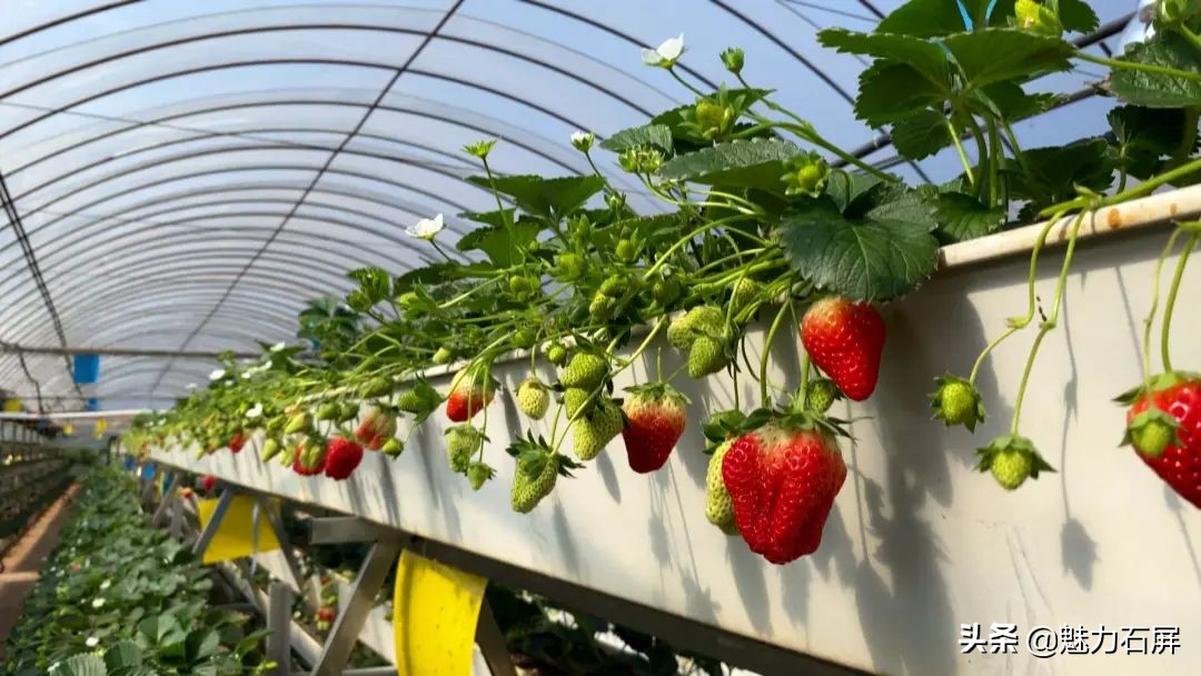 石屏坝心摘草莓,石屏草莓采摘园
