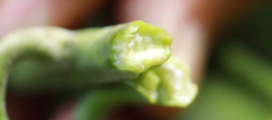 芒果满足催花的条件,芒果催花之前要做什么工作