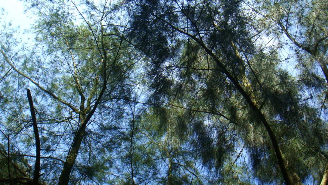 这种植物花不是花，果不是果，但还挺好吃