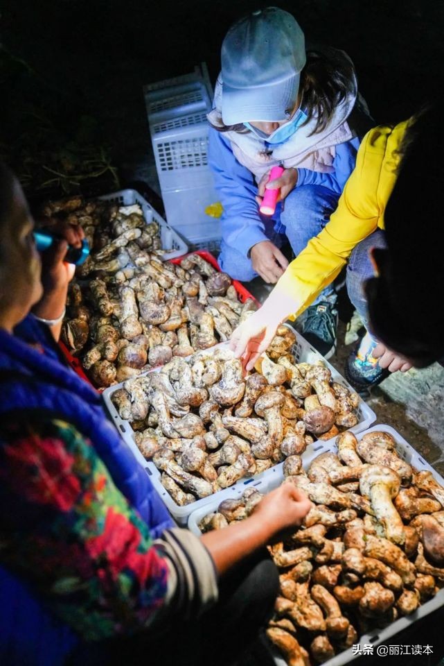 疯狂的松茸,疯狂的野生菌