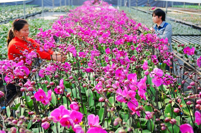 广州周末自驾游去处,广州自驾游十大最优景点