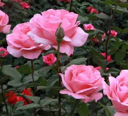 月季花苞打不开外面都开始黑了,月季花苞很大打不开什么原因呢