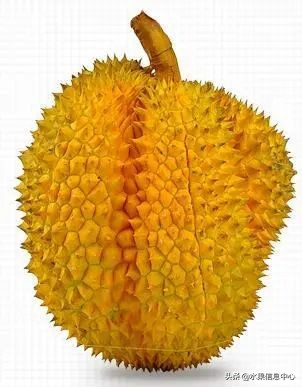 托曼尼猫山王榴莲价格,泰国托曼尼榴莲和猫山王区别