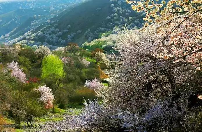 杏是一种什么水果,杏是热带水果么