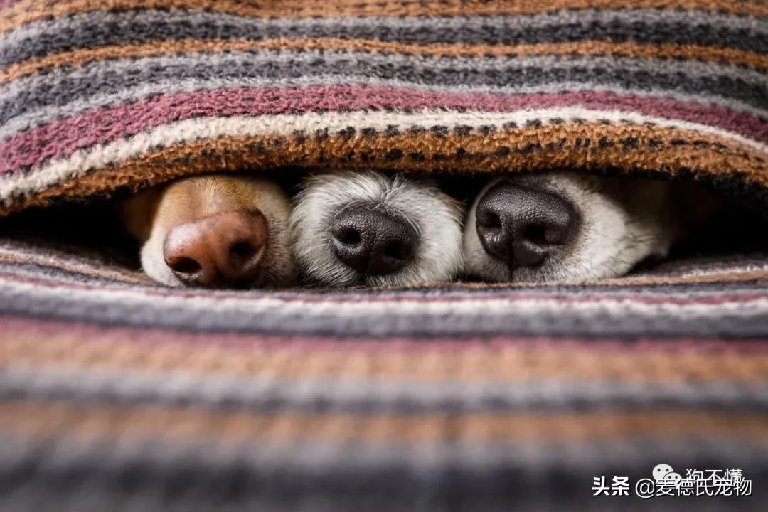 为什么狗鼻子很灵,为什么狗鼻子是凉的