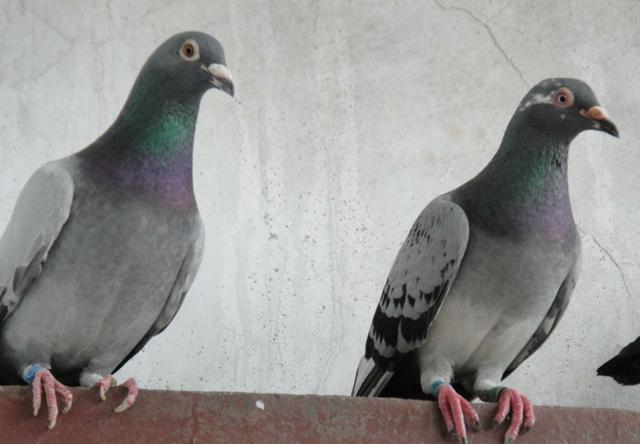 赛鸽冬季防病的最新方法,如何做好冬季赛鸽的管理
