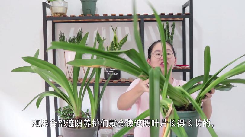 朱顶红种球怎么防止烂根,朱顶红叶子太长总是倒伏能剪掉吗