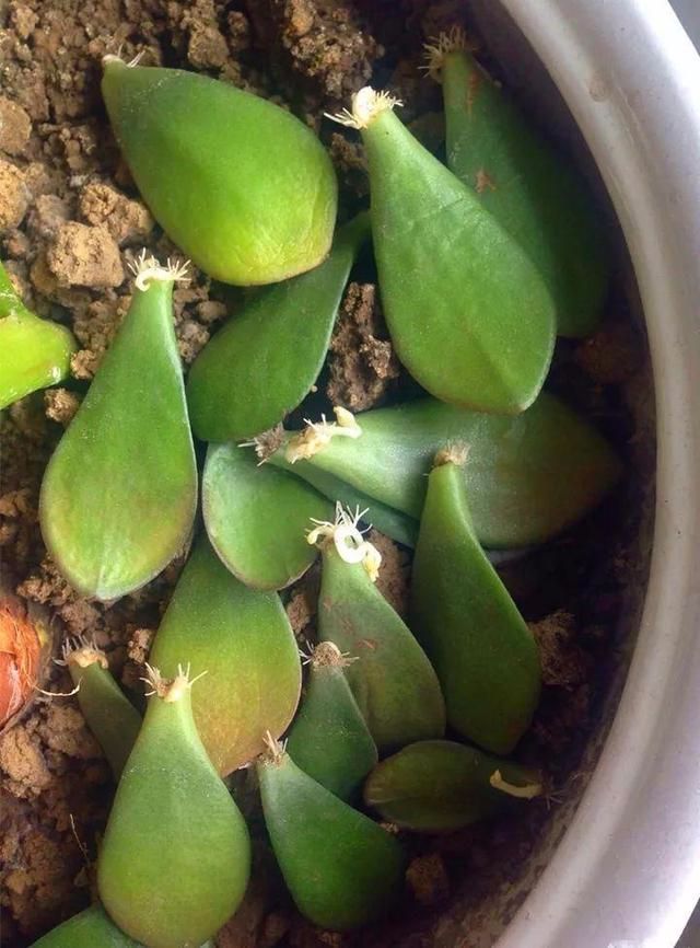 一根枝掉地上都能活，没几天就重新冒一棵出来，年年长成一大簇