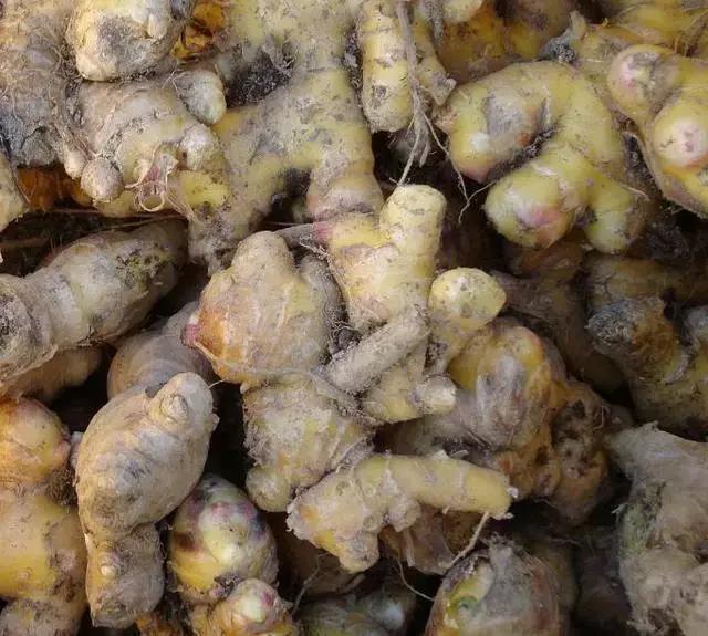 什么菜是有毒的但老百姓都在吃,浙江人警惕这3种菜有毒千万别吃