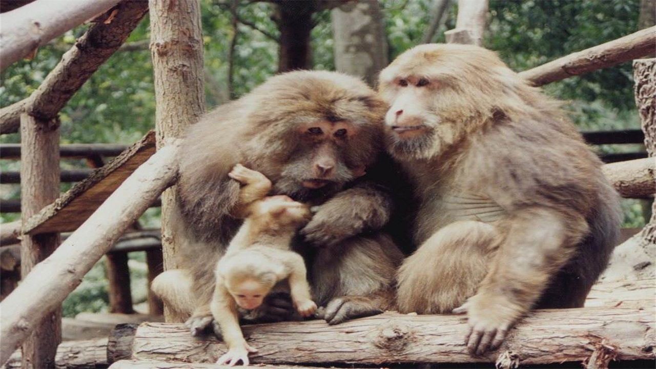 对付峨眉山猴,去峨眉山拿什么对付猴子