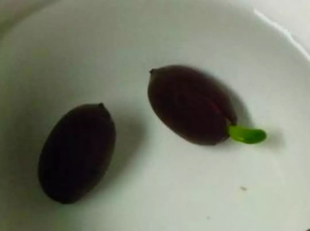 睡莲从种子开始养怎么养最好,睡莲种子怎么养才能开花