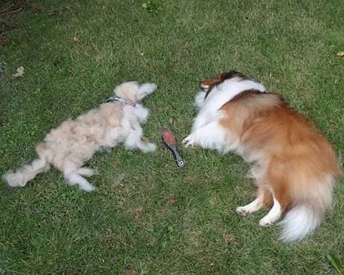 把狗毛都剃了狗会生气吗,把狗毛全部剃完跳蚤就没吗