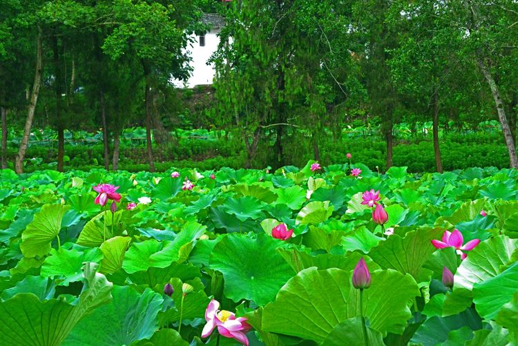 涔愯嚦鑽疯姳鎽勫奖浣滃搧娆ｈ祻,涔愯嚦鍗拌薄鎽勫奖