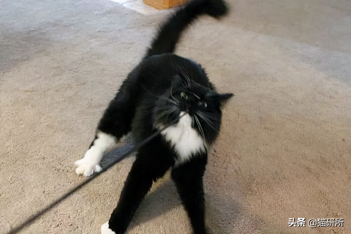 脚气传染猫咪 (猫咪脚气一般什么症状)