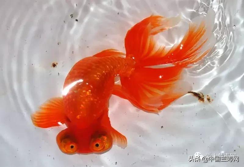 水泡金鱼和望天球金鱼,望天金鱼图片大全