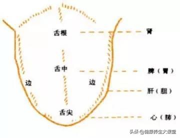 面诊、眼诊、鼻诊、耳诊、唇诊、舌诊、齿诊图...都收集齐了