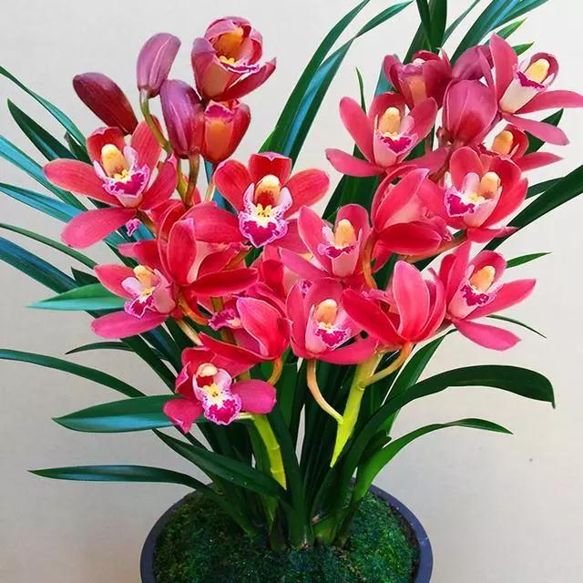 它是兰花中的“开花机器”，一年开3次，花味香浓，花色火红喜庆