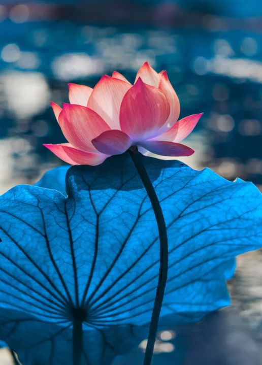 荷花古诗词鉴赏,映日荷花别样红中荷花的特点是