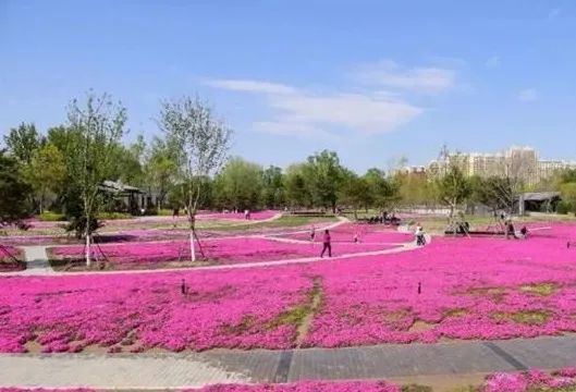 北京五环最美花海,附近免费景点踏青网红打卡地