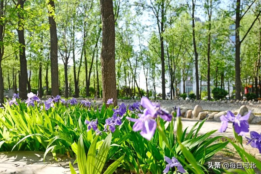 粽情端午露营,2018端午泡温泉