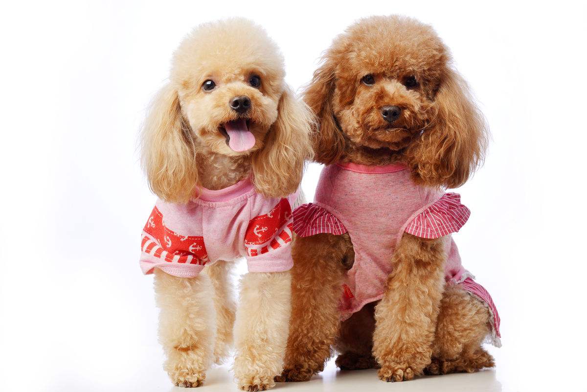 养泰迪必须知道的知识,饲养泰迪犬的五大坏处