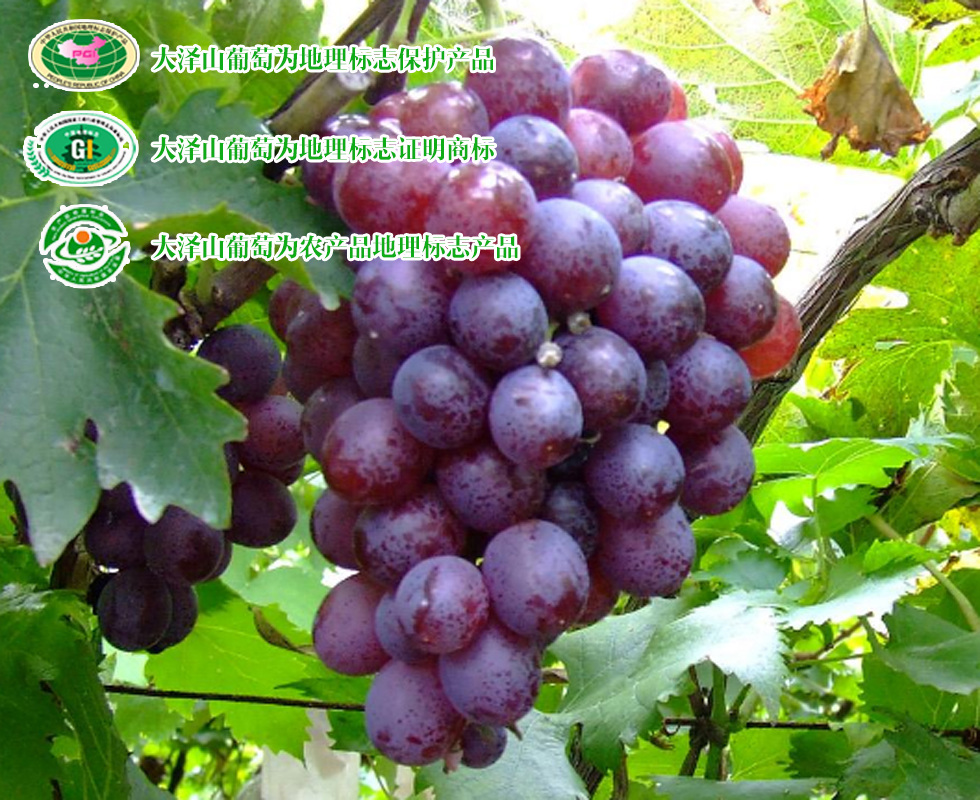 青岛最值得买的十大特产,青岛特产必买十大特产清单