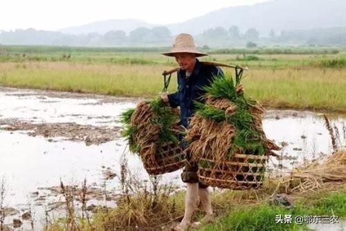 为何这么多人不愿意当农民？你怎么看？