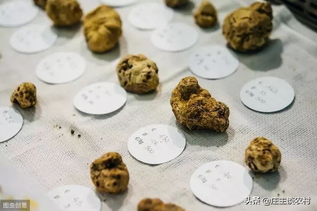 十大顶级土豪食材,世界最昂贵的十大食材排行榜