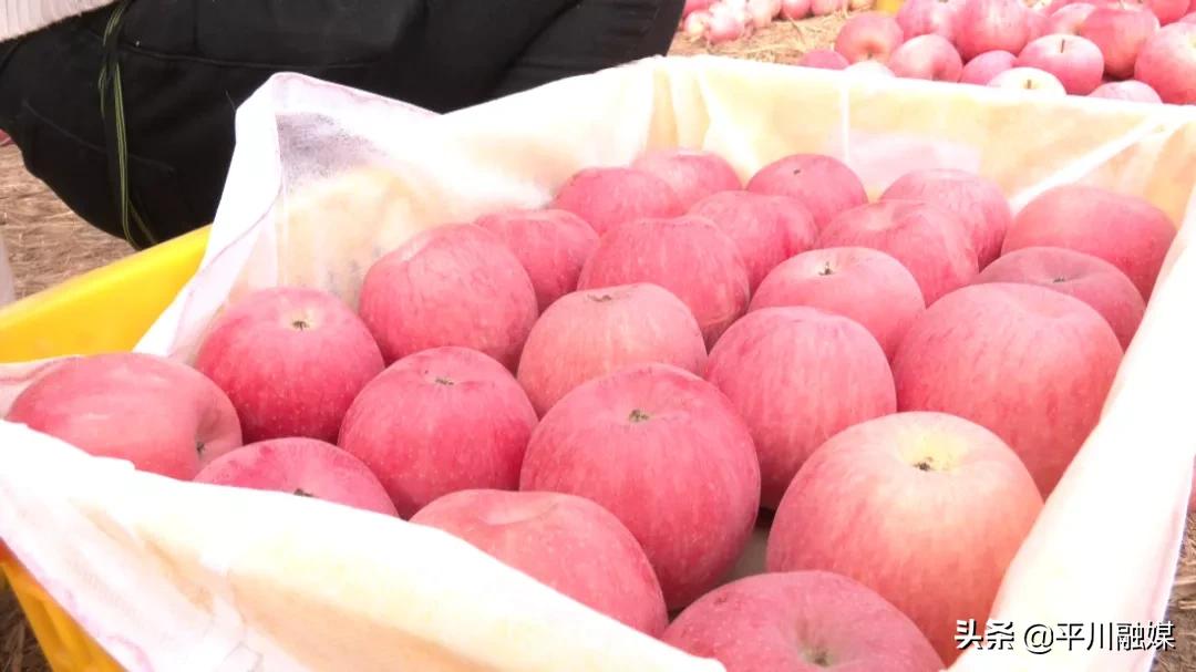 又香又脆又甜的苹果,好吃的苹果又脆又甜青苹果