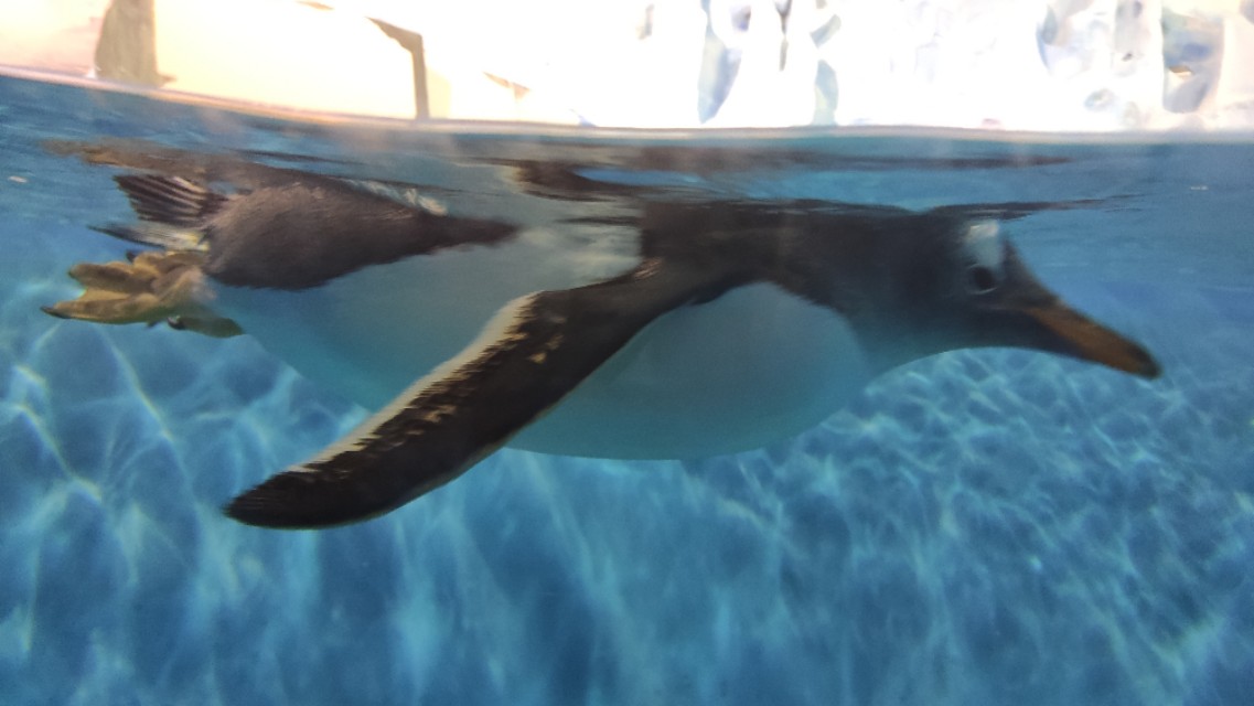 福州欧乐堡海洋世界家庭套票团购,福州欧乐堡海洋世界门票价格