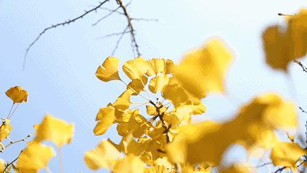 银杏打卡景点,成都周边打卡最美银杏观赏地