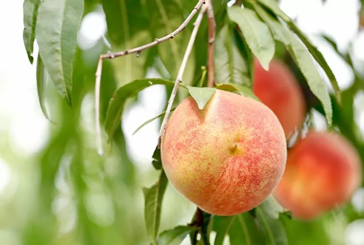 金秋红蜜桃打破吉尼斯世界纪录,金秋红蜜吉尼斯世界纪录