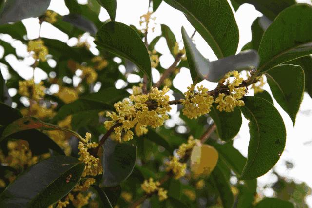 「乐活」寻找秋天的香气,这份赏桂地图请收好~