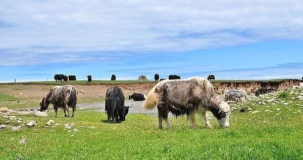 消费扶贫奶制品,消费扶贫奶粉