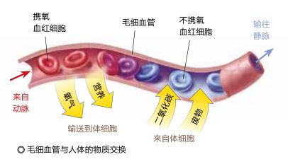 少年科学粉每日一题｜可能引起“休克”的微循环障碍是怎么回事？