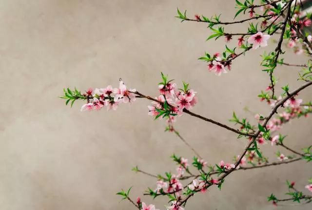 扬州吃早茶在哪个地方最好,吃早茶可以去茶餐厅么