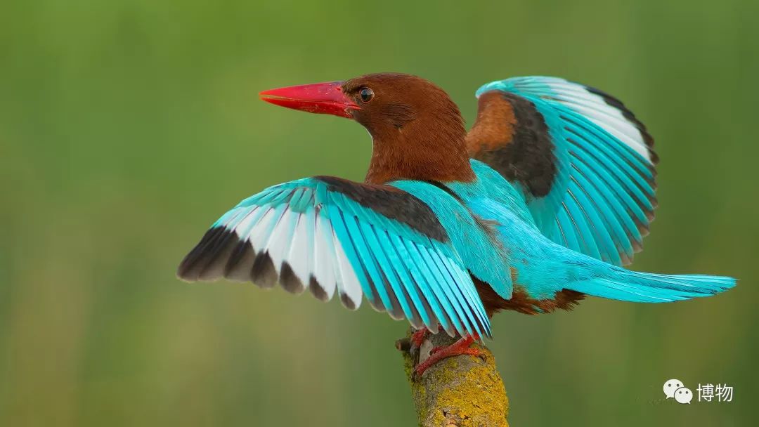 做点翠需要的材料,做点翠饰品犯法吗