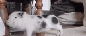 什么草可以让鸡下蛋,鸡吃什么草才能每天下蛋