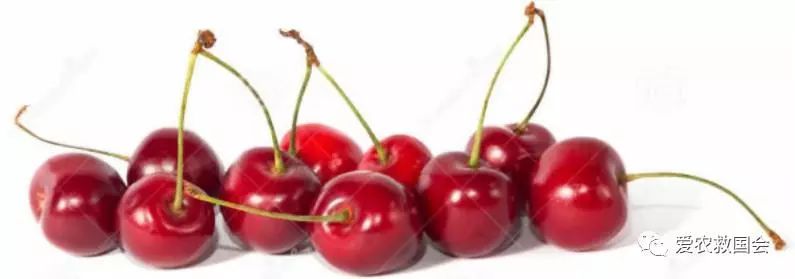 金芷神痛风茶,痛风能喝的茶