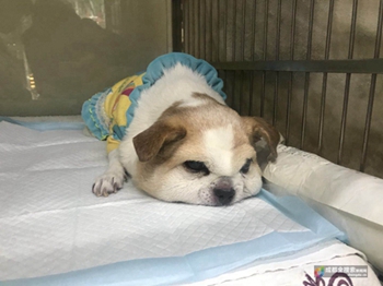 流浪狗吉娃娃肿得像兔子成都市民、宠物医院爱心救治