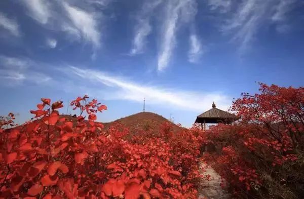 河南秋天最美红叶景区,太美了河南景观